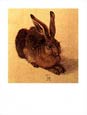 Albrecht Durer - Hare