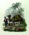 Ibbetson - Camel
