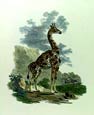 Ibbetson - Giraffe or Camelopard
