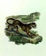 Ibbetson - Leopard
