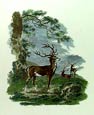 Ibbetson - Stag