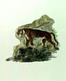 Ibbetson - Tiger