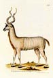 George Wolfgang Knorr - Antelope