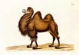 George Wolfgang Knorr - Camel