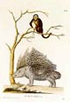 George Wolfgang Knorr - Porcupine and Monkey