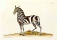 George Wolfgang Knorr - Zebra