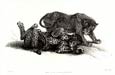 Sir Edwin Henry Landseer - 2 Leopards Playing