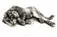 Sir Edwin Henry Landseer - Lion Resting