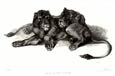 Sir Edwin Henry Landseer - 2 Lioness Lying Down