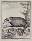 badger