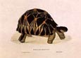 Edward Lear - Tortoises 1 of 2