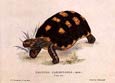 Edward Lear - Tortoises 2 of 2