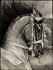 horse study