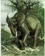 Friedrich Specht - African Elephant