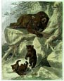 Friedrich Specht - Common Brown Bear