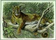 Friedrich Specht - Cougar