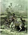 Friedrich Specht - Dauw (Zebra)