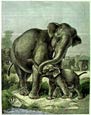 Friedrich Specht - Elephant; Asiatic