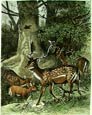 Friedrich Specht - Fallow Deer