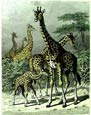 Friedrich Specht - Giraffe