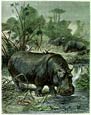 Friedrich Specht - Hippopotamus