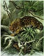 Friedrich Specht - Jaguar