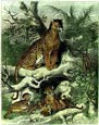 Friedrich Specht - Maneless Hunting Leopard