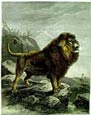 Friedrich Specht - Lion; Barbary