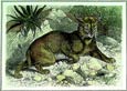 Friedrich Specht - Lynx