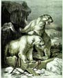 Friedrich Specht - Polar Bear