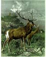 Friedrich Specht - Red Deer I