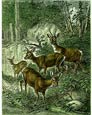 Friedrich Specht - Roe Deer