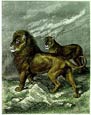 Friedrich Specht - Senegal Lion and Lioness