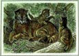Friedrich Specht - Wild Cat