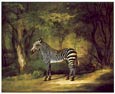 Zebra, George Stubbs