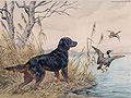 dog and birds