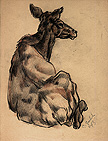 animal study
