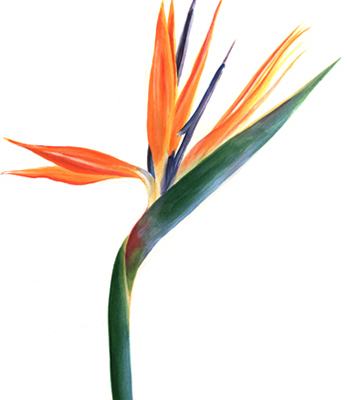 Bird-of-Paradise-Flower-no-high-res