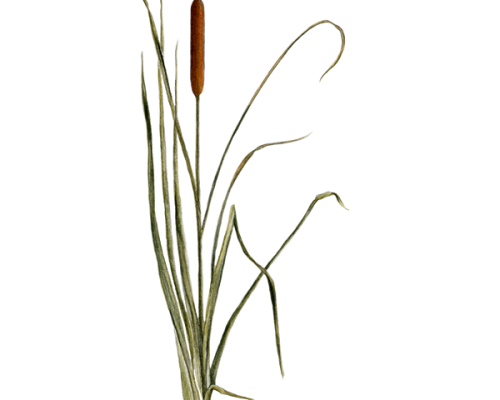 Cattail-300-600x600-1