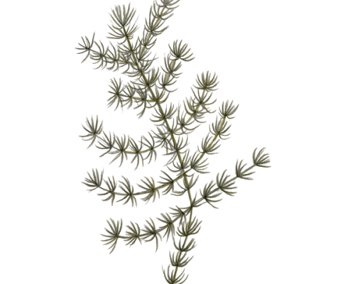 Coontail-300-600x600-1