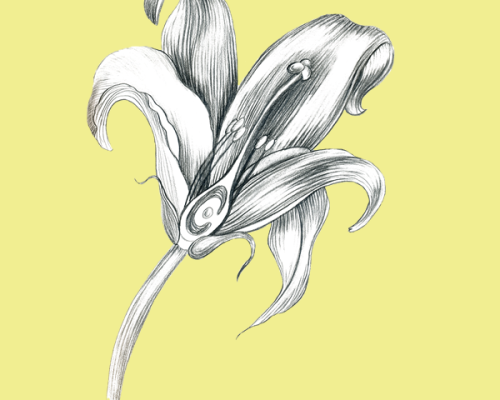 Flower-Line-Drawing-1st-Draft-300-600x600-yellow-background-scill