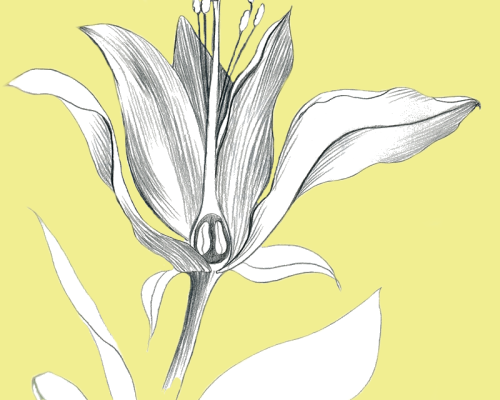 Flower-Line-Drawing-2nd-Draft-300