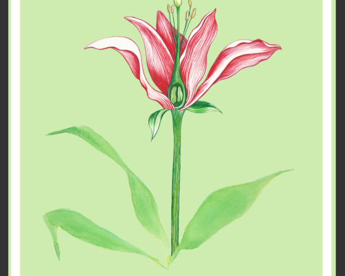 Flower-Line-Drawing-300-10-in-green-background