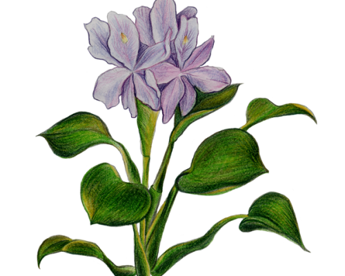 Water-Hyacinth-300-600x600-1