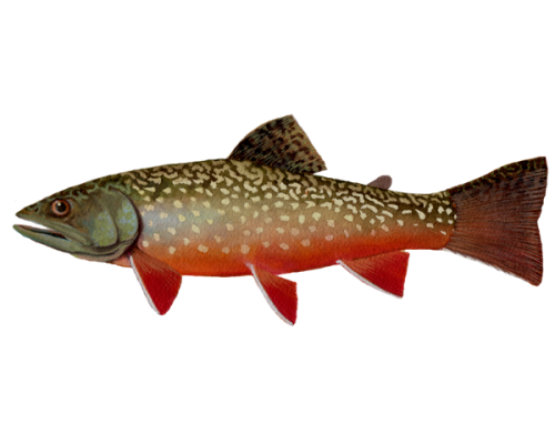 Brook-Trout-300-600x600-1