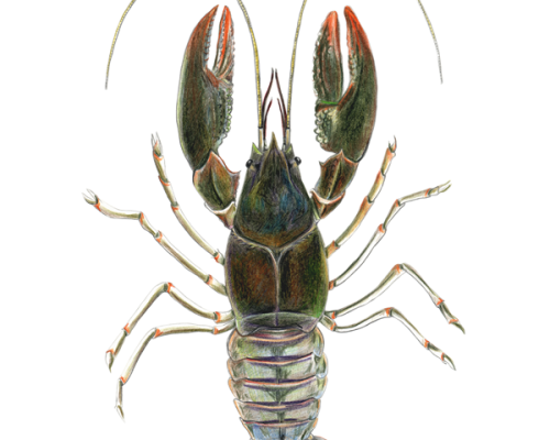 Crayfish-300-600x600-1