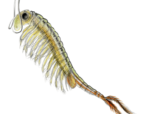 Fairy-Shrimp-300-600x600-1
