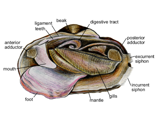 mussel-anatomy-labeled-300-600x600-1