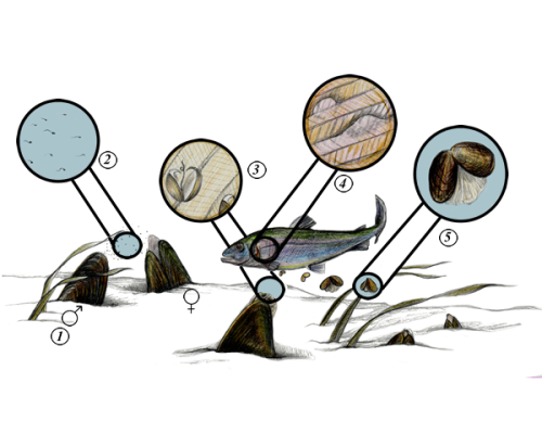 mussel-life-cycle-300-600x600-1