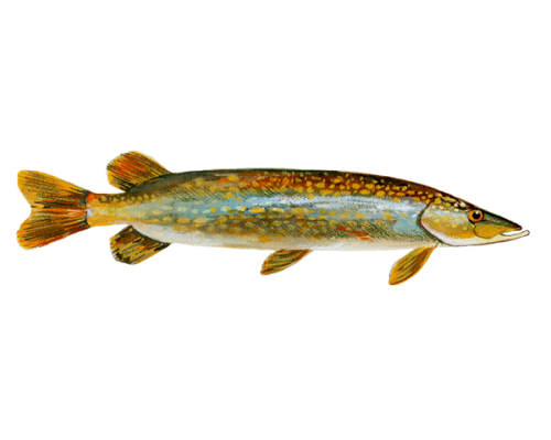 pike-300-600x600-1